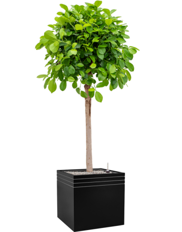Ficus Microcarpa 'Moclame' In Baq Line-Up
