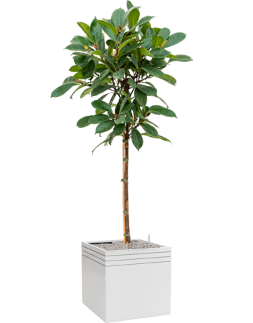 Ficus Cyathistipula In Baq Line-Up