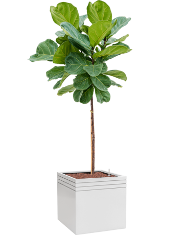 Ficus Lyrata In Baq Line-Up