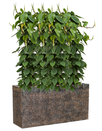 Philodendron Scandens In Baq Luxe Lite Universe Layer