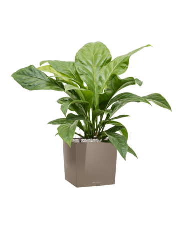 Anthurium Elipticum 'Jungle Bush' In Lechuza Cube Premium