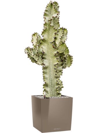 Euphorbia Ingens Marmorata In Lechuza Cube Premium