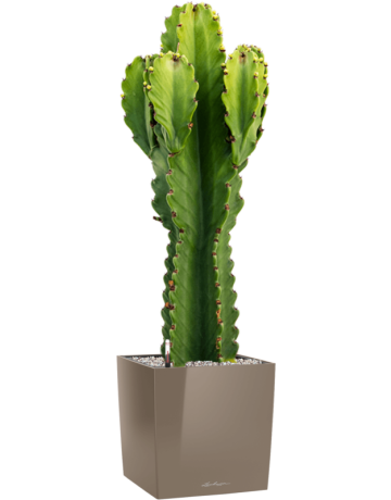 Euphorbia Ingens In Lechuza Cube Premium