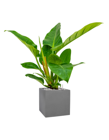 Philodendron `Imperial Green' In Natural