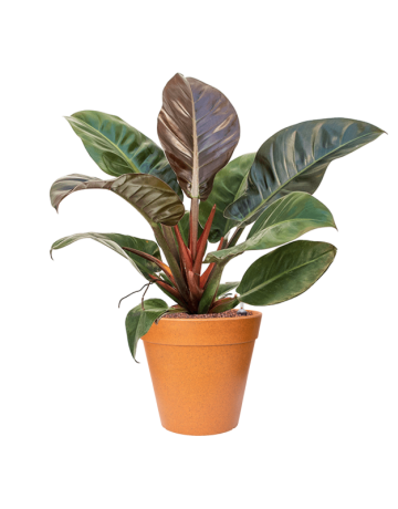 Philodendron 'Imperial Red' In Fibrics Bamboo