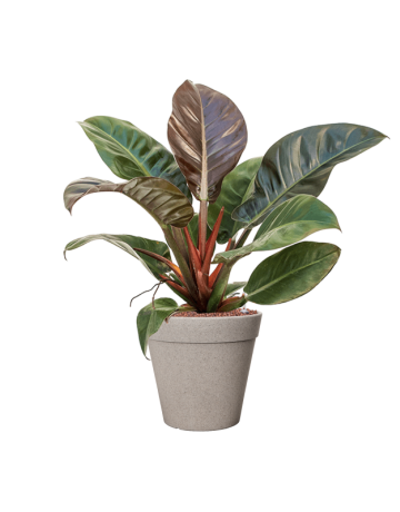 Philodendron 'Imperial Red' In Fibrics Bamboo