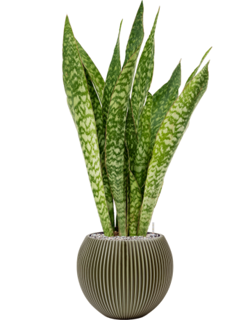Sansevieria 'Dragon' In Capi Nature Groove Special