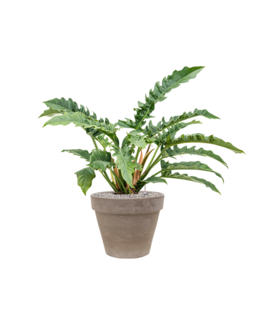 Philodendron 'Narrow' In Terra Cotta