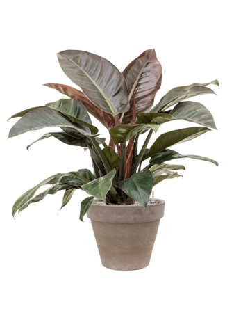 Philodendron `Imperial Red' In Terra Cotta
