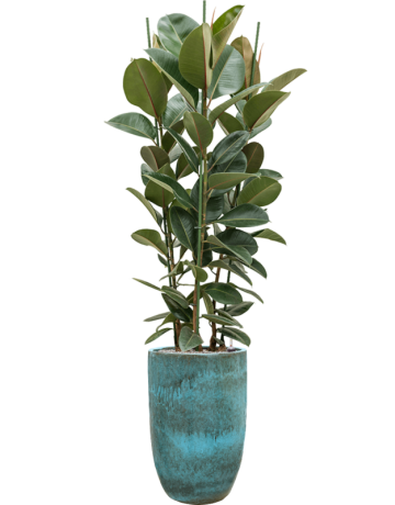 Ficus Elastica 'Robusta' In Pure