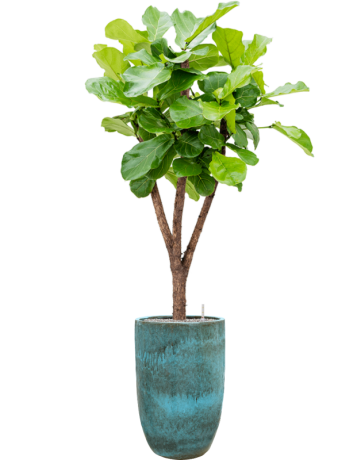 Ficus Lyrata In Pure