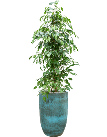 Ficus Benjamina 'Exotica' In Pure