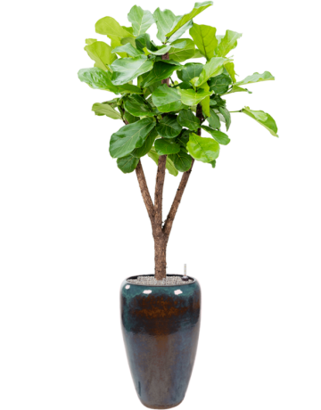 Ficus Lyrata In Mystic
