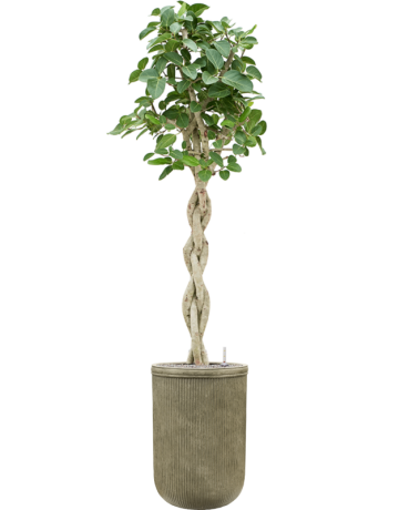 Ficus Benghalensis 'Audrey' In Baq Vertical Rib
