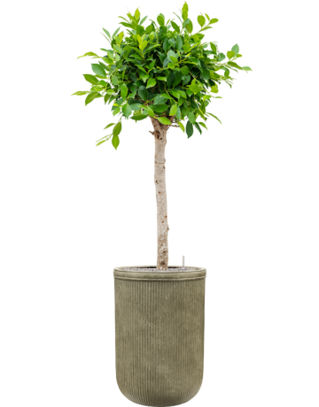 Ficus Microcarpa 'Nitida' In Baq Vertical Rib