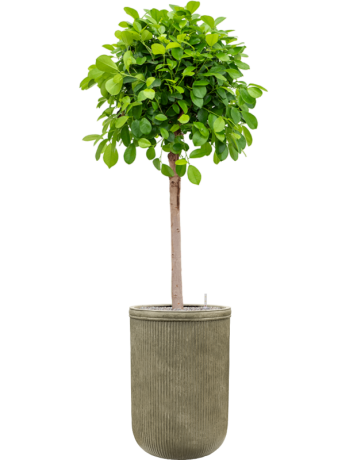 Ficus Microcarpa 'Moclame' In Baq Vertical Rib