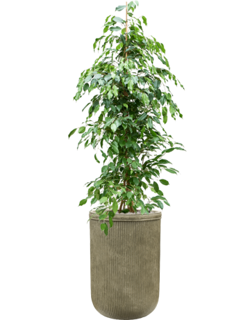 Ficus Benjamina 'Exotica' In Baq Vertical Rib