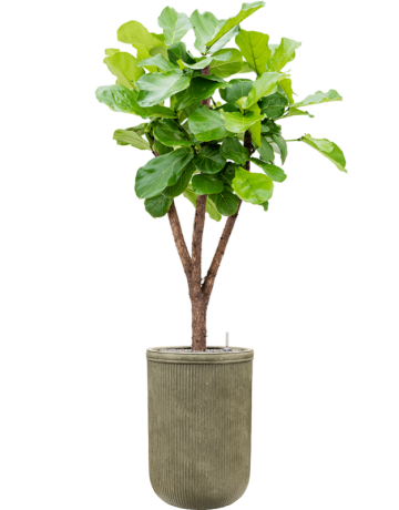 Ficus Lyrata In Baq Vertical Rib