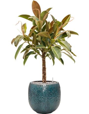 Ficus Elastica 'Melany' In Marly