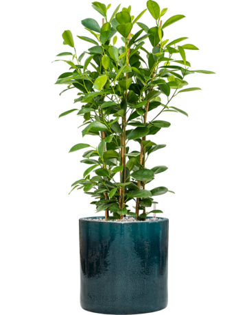 Ficus Microcarpa 'Moclame' In Cylinder
