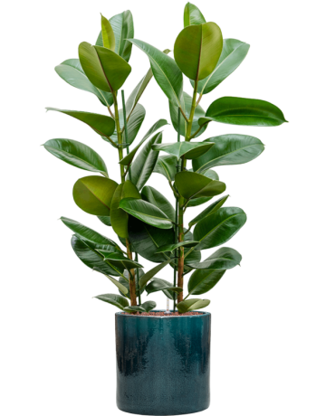 Ficus Elastica 'Robusta' In Cylinder