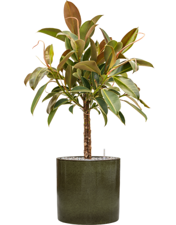 Ficus Elastica 'Melany' In Cylinder