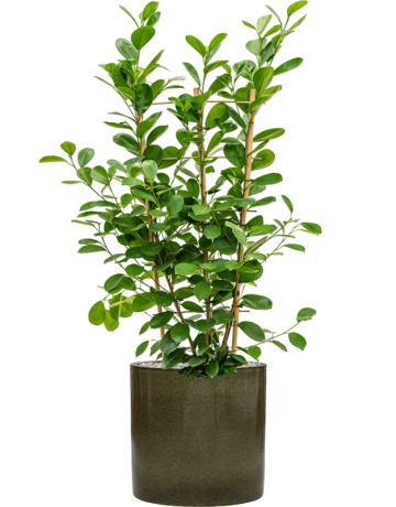 Ficus Microcarpa 'Moclame' In Cylinder