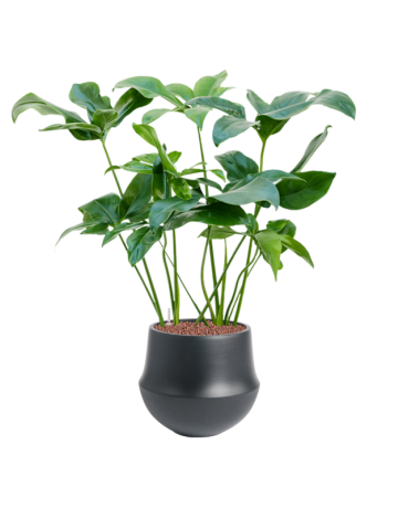 Philodendron 'Green Wonder' In Fusion
