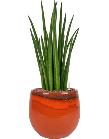 Sansevieria Cylindrica 'Spikes' In Charlotte