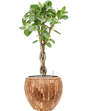 Ficus Benghalensis 'Audrey' In Baq Facets Jenga