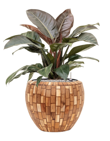 Philodendron `Imperial Red' In Baq Facets Jenga