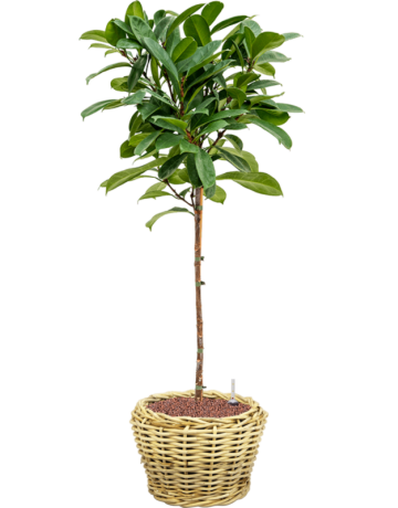 Ficus Cyathistipula In Drypot Rattan