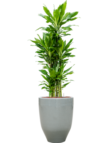 Dracaena Fragrans 'Burundii' In One And Only