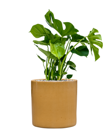 Monstera Deliciosa In Cylinder
