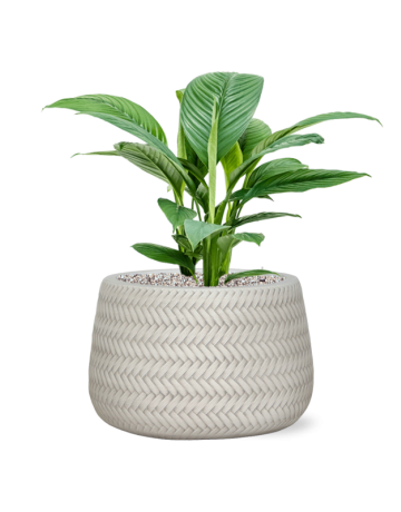 Spathiphyllum 'Sensation' In Baq Angle