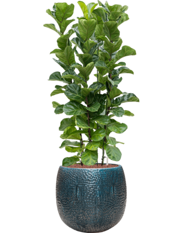 Ficus Lyrata 'Bambino' In Marly