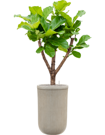 Ficus Lyrata In Baq Vertical Rib