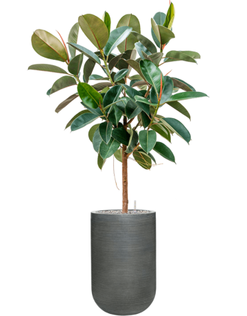 Ficus Elastica 'Robusta' In Ridged Horizontally