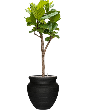 Ficus Lyrata In Treasure