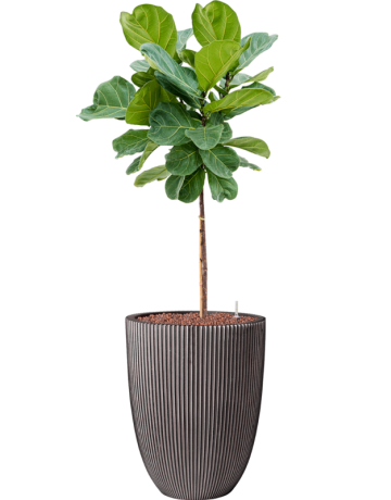 Ficus Lyrata In Capi Nature Groove NL