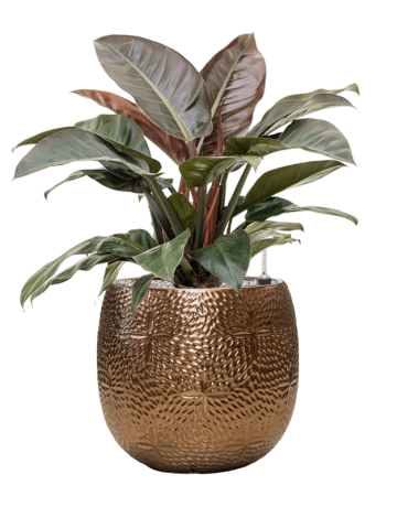 Philodendron `Imperial Red' In Marly