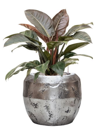 Philodendron `Imperial Red' In Baq Opus Raw