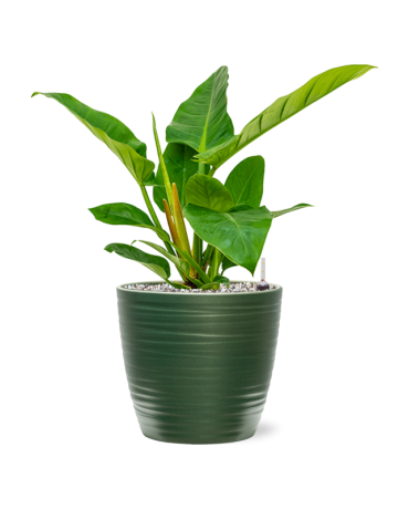Philodendron `Imperial Green' In Groove