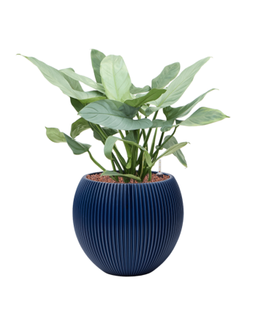 Philodendron 'Silver Queen' In Capi Nature Groove Special