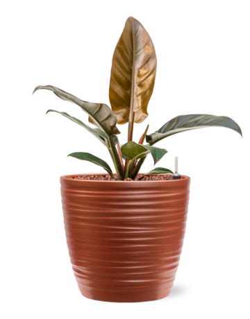 Philodendron 'Imperial Red' In Groove