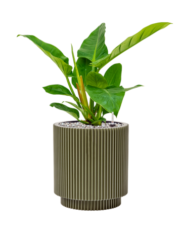 Philodendron `Imperial Green' In Capi Nature Groove Special