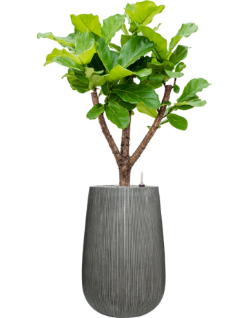 Ficus Lyrata In Ridged Vertically