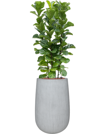 Ficus Lyrata 'Bambino' In Ridged Vertically