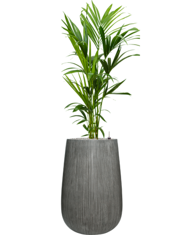 Kentia (Howea) Forsteriana In Ridged Vertically