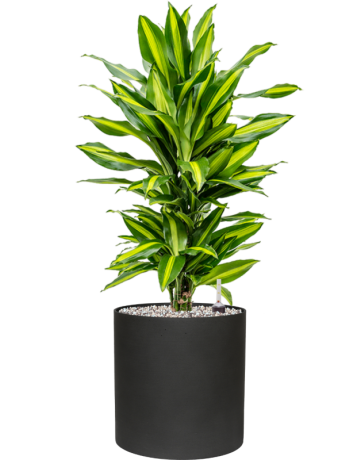 Dracaena Fragrans 'Cintho' In Refined